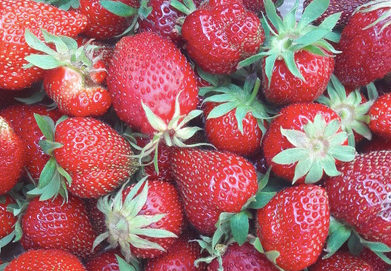 Les variétés de fraises : types, sortes, espèces, propriétés