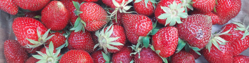Découvrez et mangez : les fraises