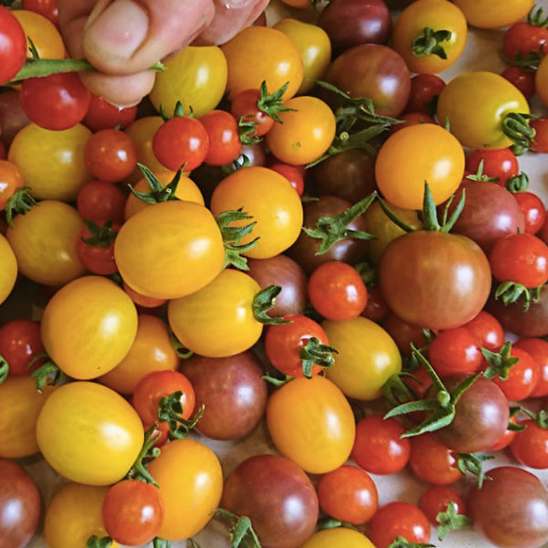 Tomates cerise d'Agripolis